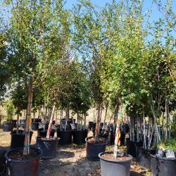 Lace Bark Elm Tree 30gallons 13ft Tall 