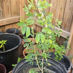 Plantas  de guamuchiles