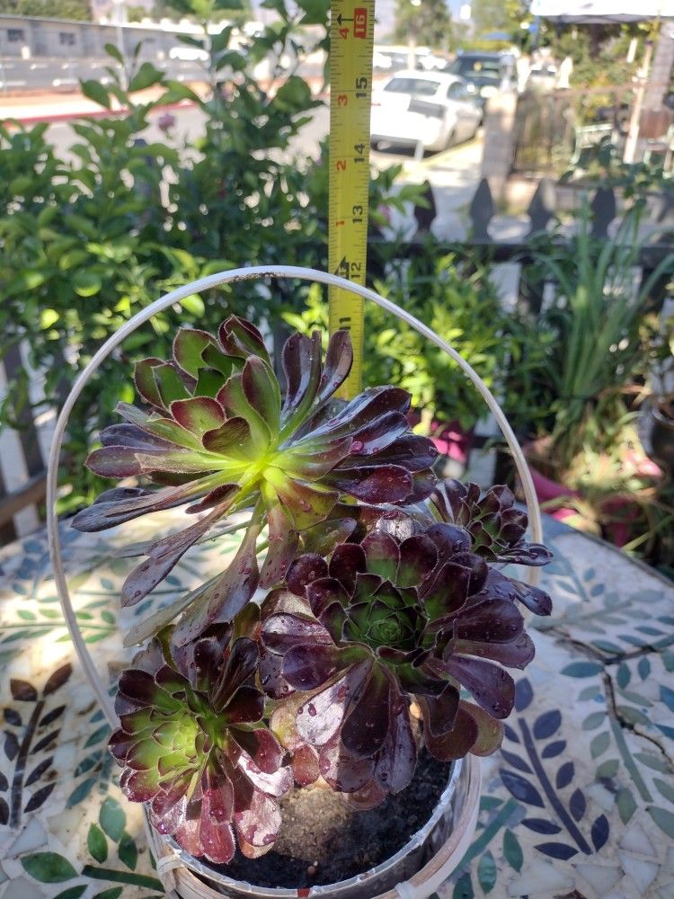 Her.mosa Planta Natural