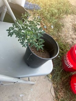 Planta de ruda chica