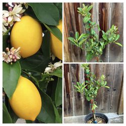 Fruiting and flowering Improved Meyer Lemon Tree 5 Gallon Pot