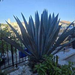 Pencas Para Barbacoa 