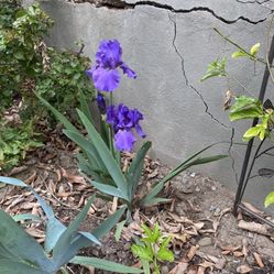 Purple Iris