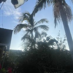 palm trees
