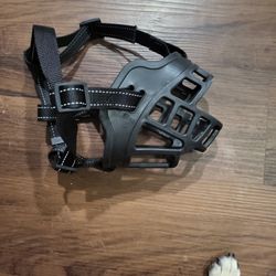 Large Dog Mussel Brand New.