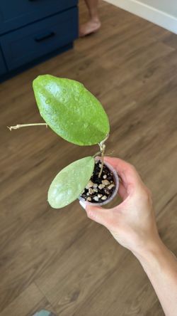 Hoya Menak sopal silver
