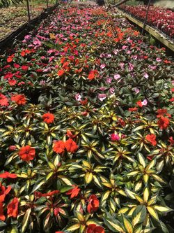 Add some color to your garden , we have Impatiens, Marigold, Vinca, Portulacas, Gazania, Begonia.