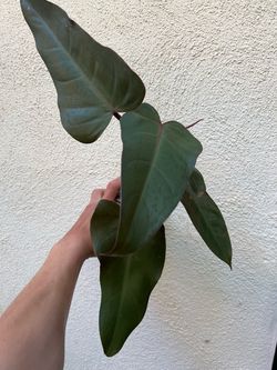 Philodendron Red Emerald/NOID ā $5