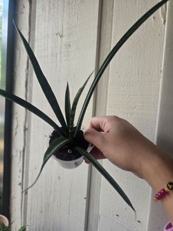 Take all 15 plants BUNDLE for130 ucf/alafaya area