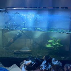 Fluval 5 Gal Aquarium Used