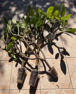 White plumeria Rooted