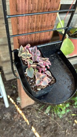 Variegated Succulents