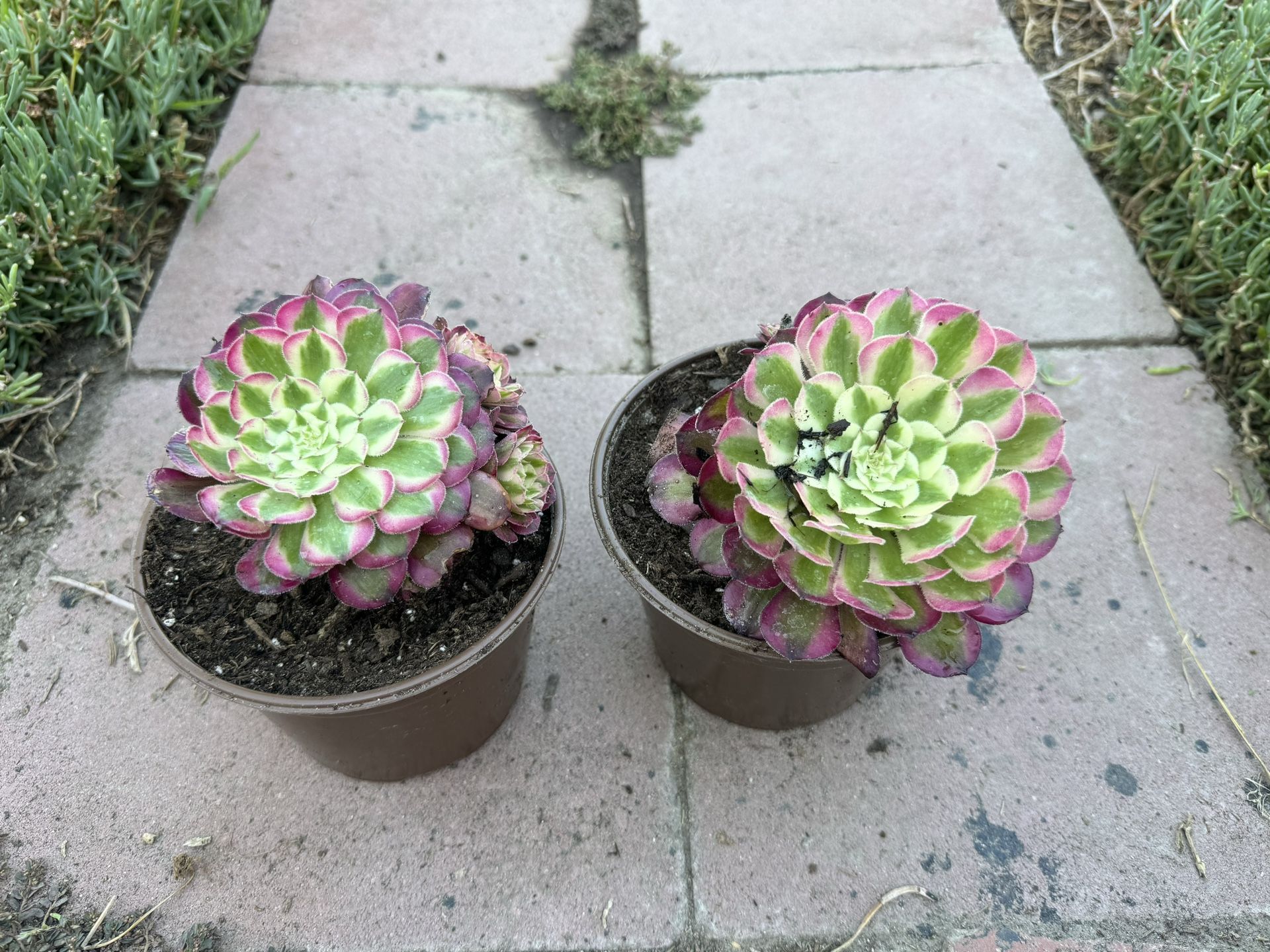 Aeonium 20$ Each