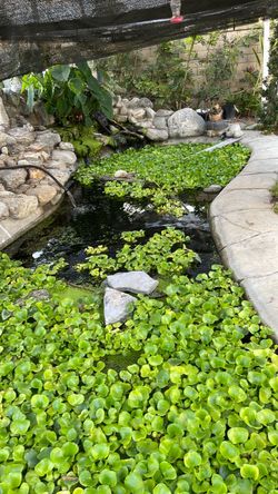 Water Hyacinths pond and koibabies