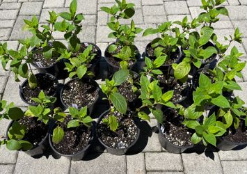"Quick Fire" Perennial Hydrangea Starters in 6" Pots