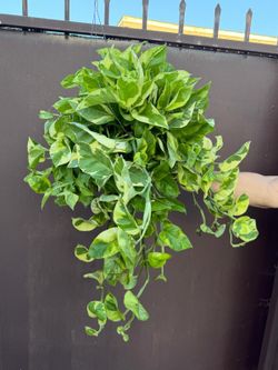 6” lemon meringue pothos