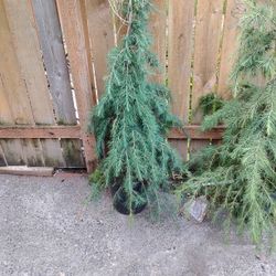 Weeping Willow Tree S