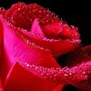 Mrs