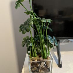 Plant