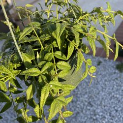 Hoya Bella Plant