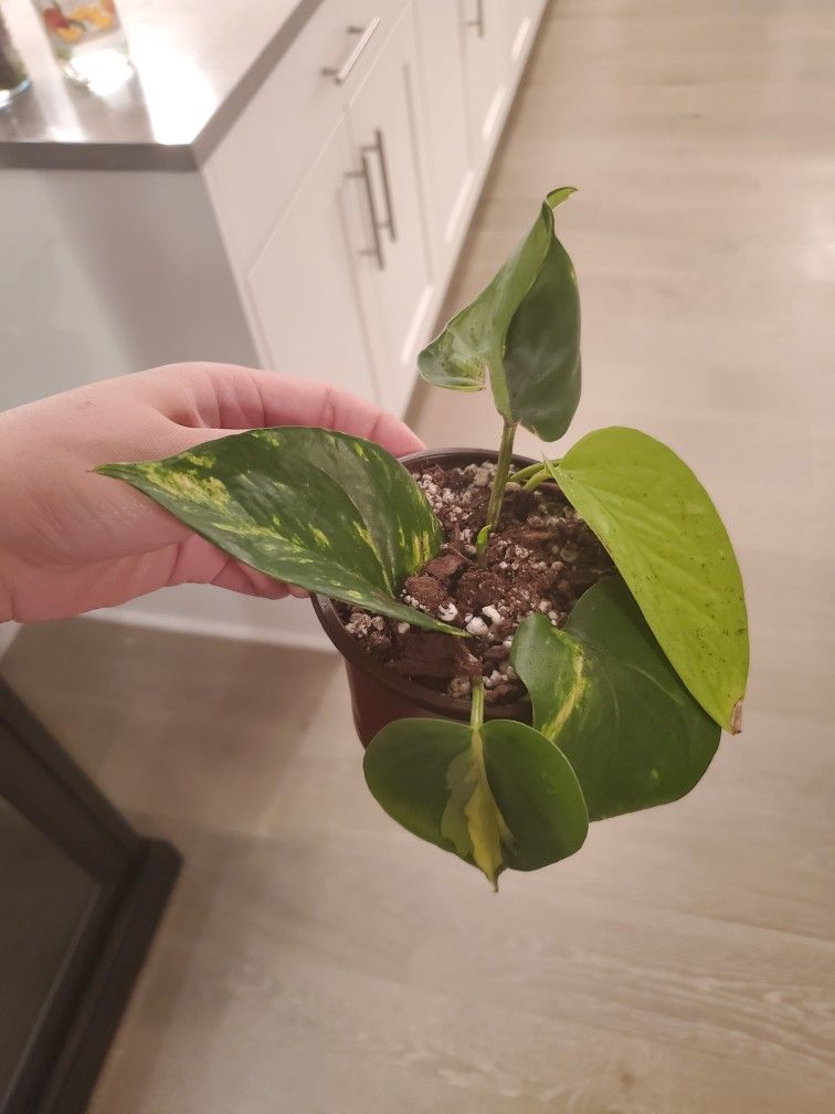 4 types of pothos cuttings