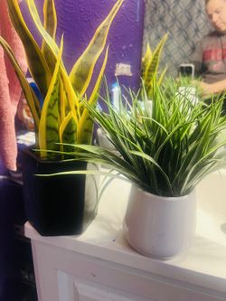 Las Dos Plantitas X 20