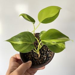 Brazil/ Brasil philodendron Pothos