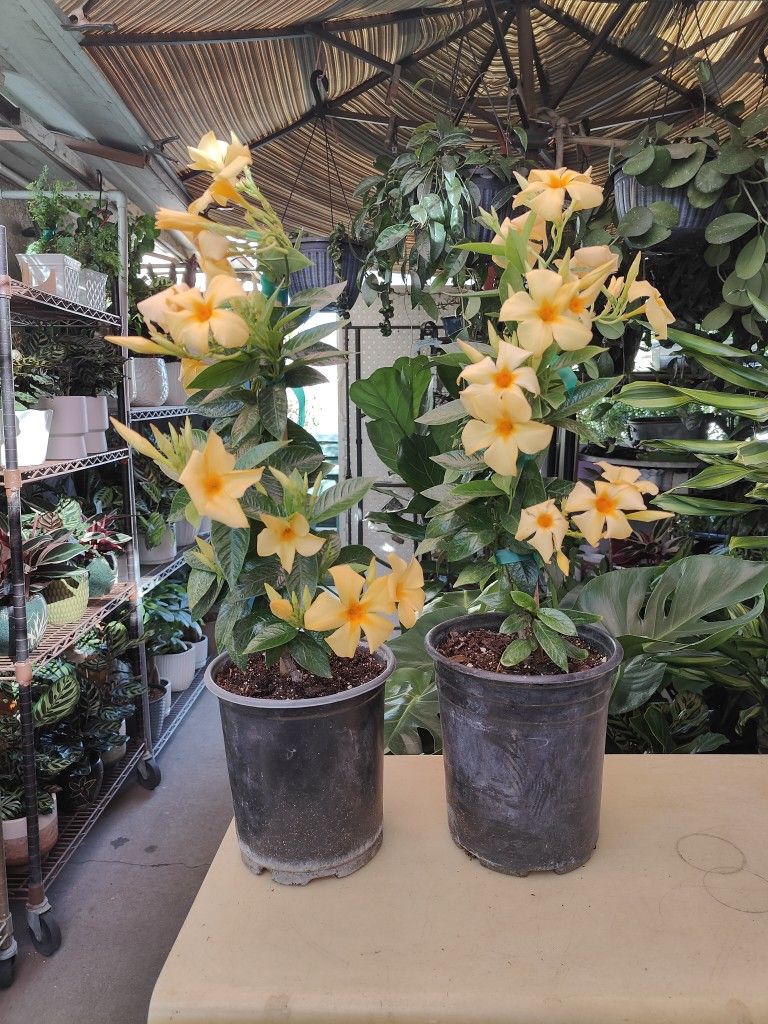 Mandeville Vine Plant