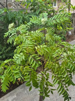 Curry Plant