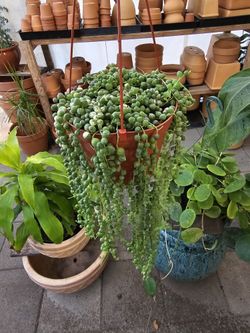 6" String Of Pearls