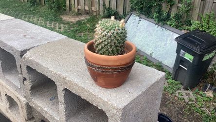 Cacti