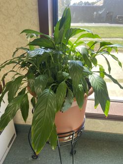 Peace Lily Plant With Stand