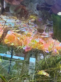Healthy red root floaters