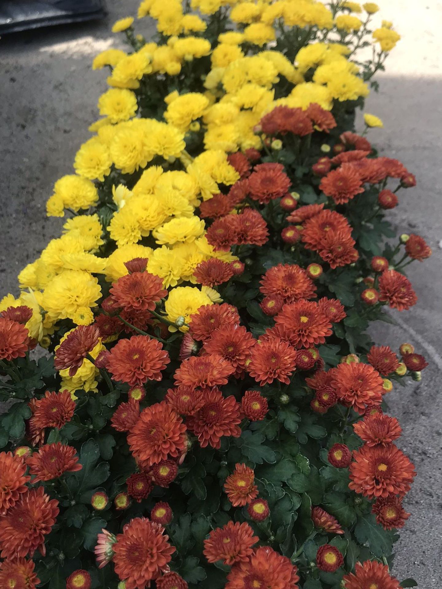 Beautiful perennial Mums potted flowers in orange/brown, purple, white and bright yellow colors