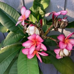 Super Tall Plumeria