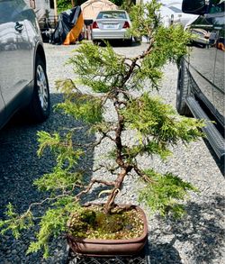 Chinese Juniper Bonsai