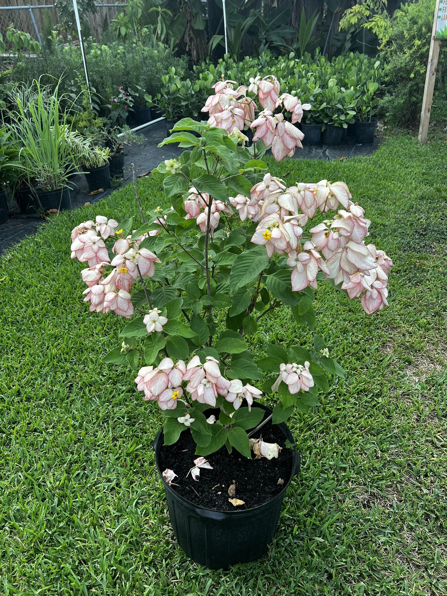 MUSSAENDA PLANT ( 7 gallon ) Sparkling Flower For Landscape