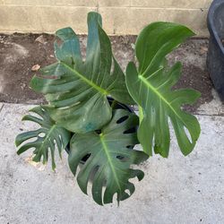 Healthy Mature Monstera 