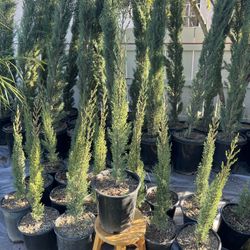 Italian Cypress 5 Gallons 
