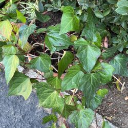 Ivy Plants In A Pot Decorative 