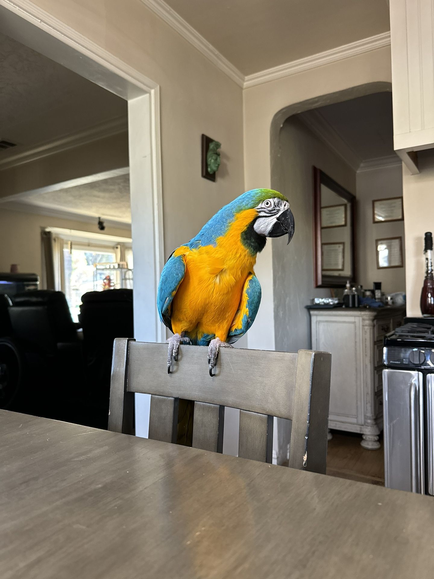 Macaw 