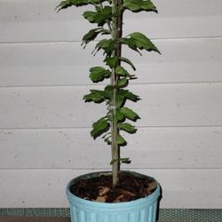 Rose Of Sharon Shrubs 