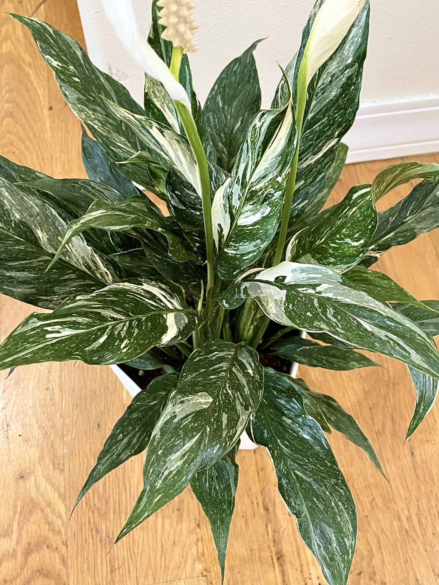Variegated Peace Lily in 6in. Pot / Low-Light Friendly & Air Purifying / Free Delivery Available 