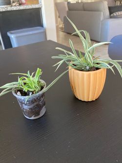Spider Plant Cuttings Set of Two