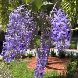 💜 Purple Petrea (Queen’s Wreath)