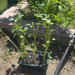 Tomatillo Plants