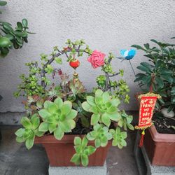 Beautiful Bonsai Multiple Rare Succulents Pot💕
Chậu Kiểng Hoa Sen Ðá Hổn Hợp Đẹp🎋💕