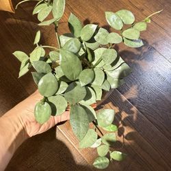 Houseplant Hoya Sliver Coin In Perlite 4”