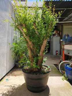 Old Pomegranate Bonsai Tree