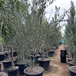 Olea europaea ‘Wilsonii’ - Wilson Fruitless Olive Tree, shade tree 25gal 